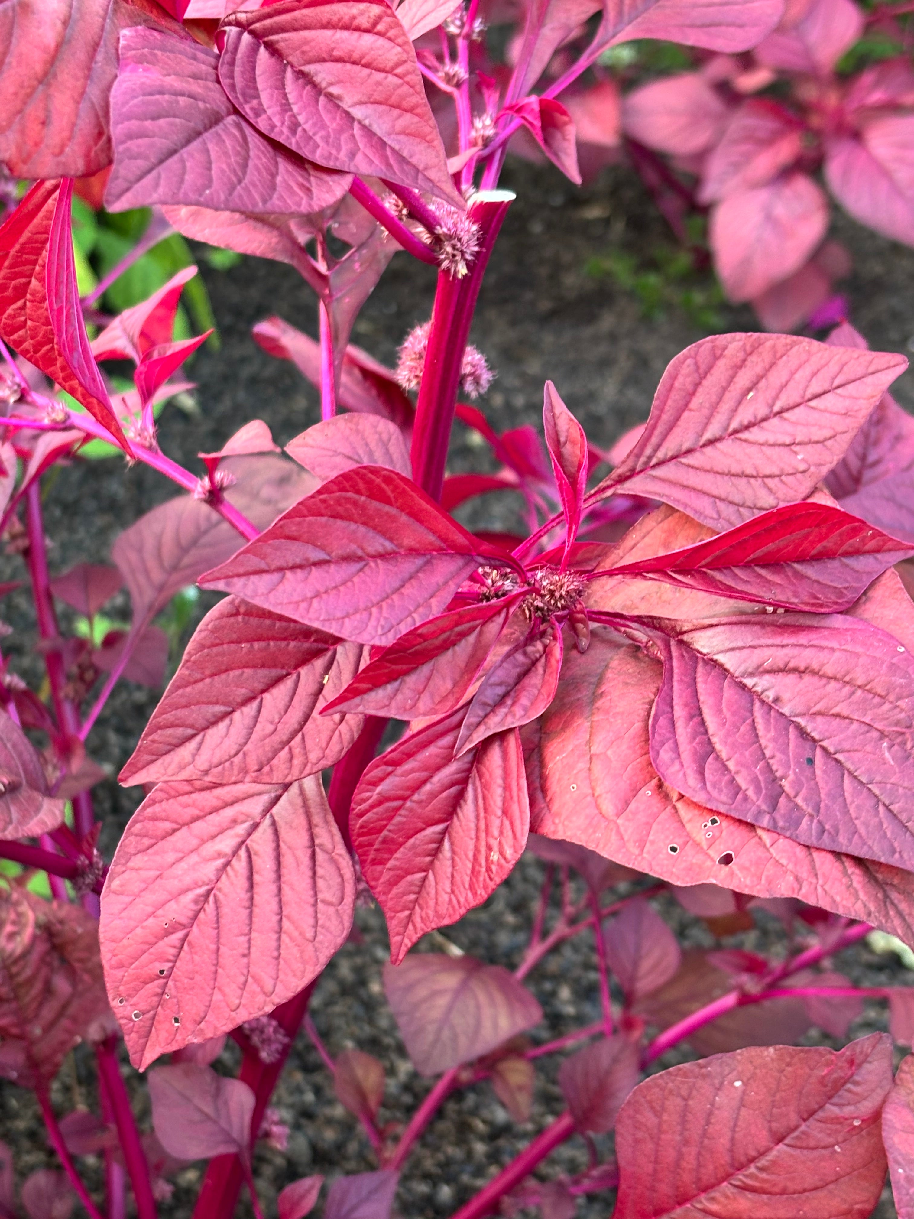 Plant d'arroche rouge au potager