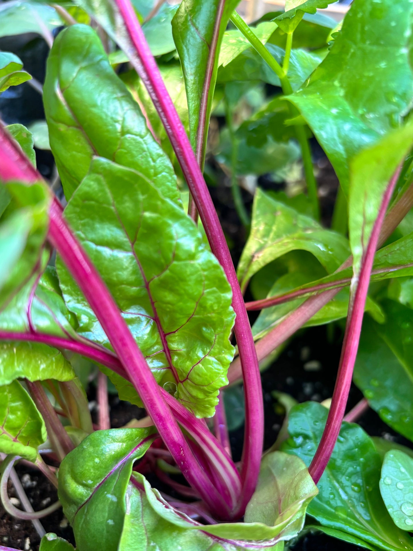 Plant de Bette à carde Magenta Sunset