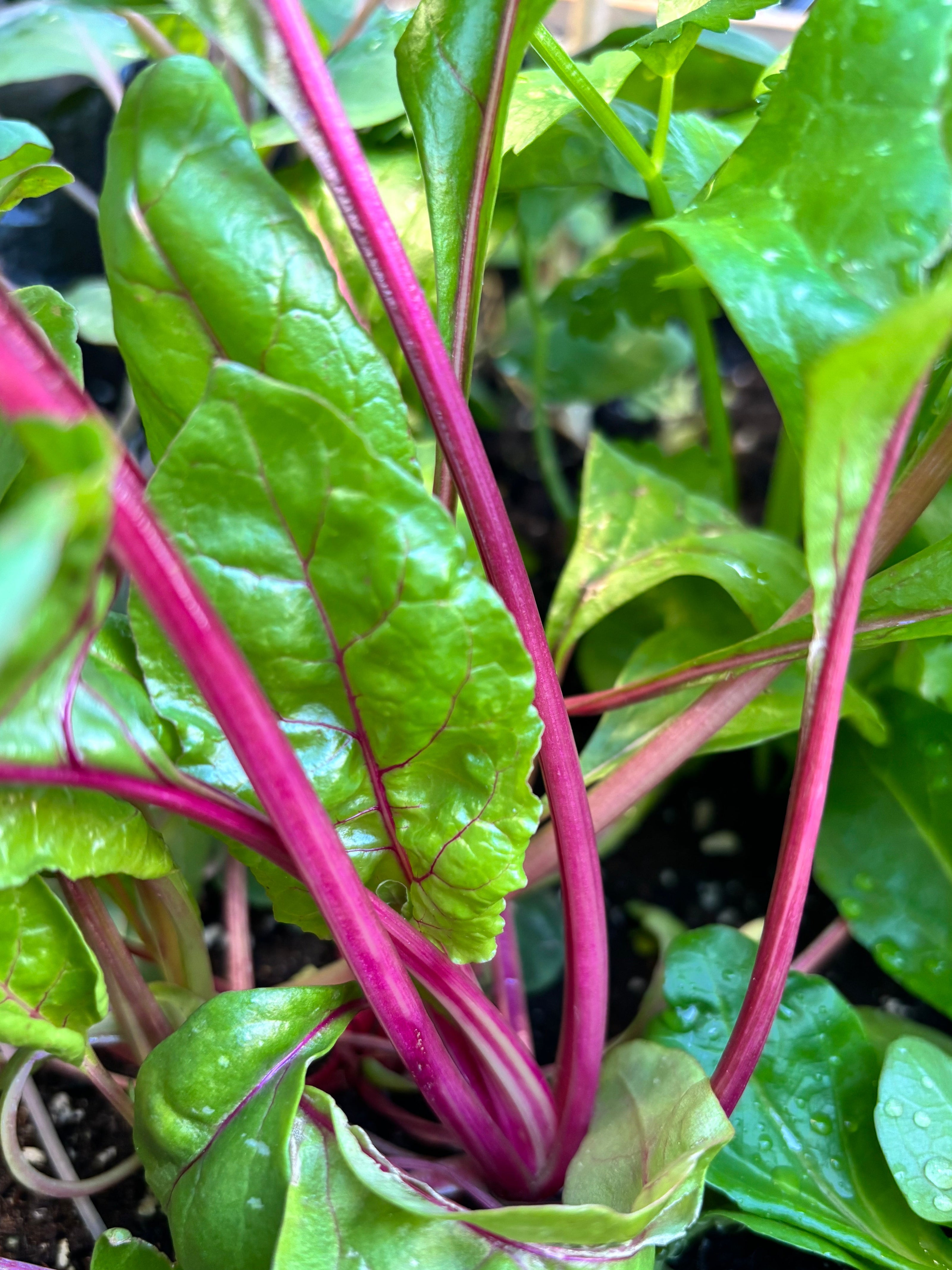 Plant de Bette à carde Magenta Sunset