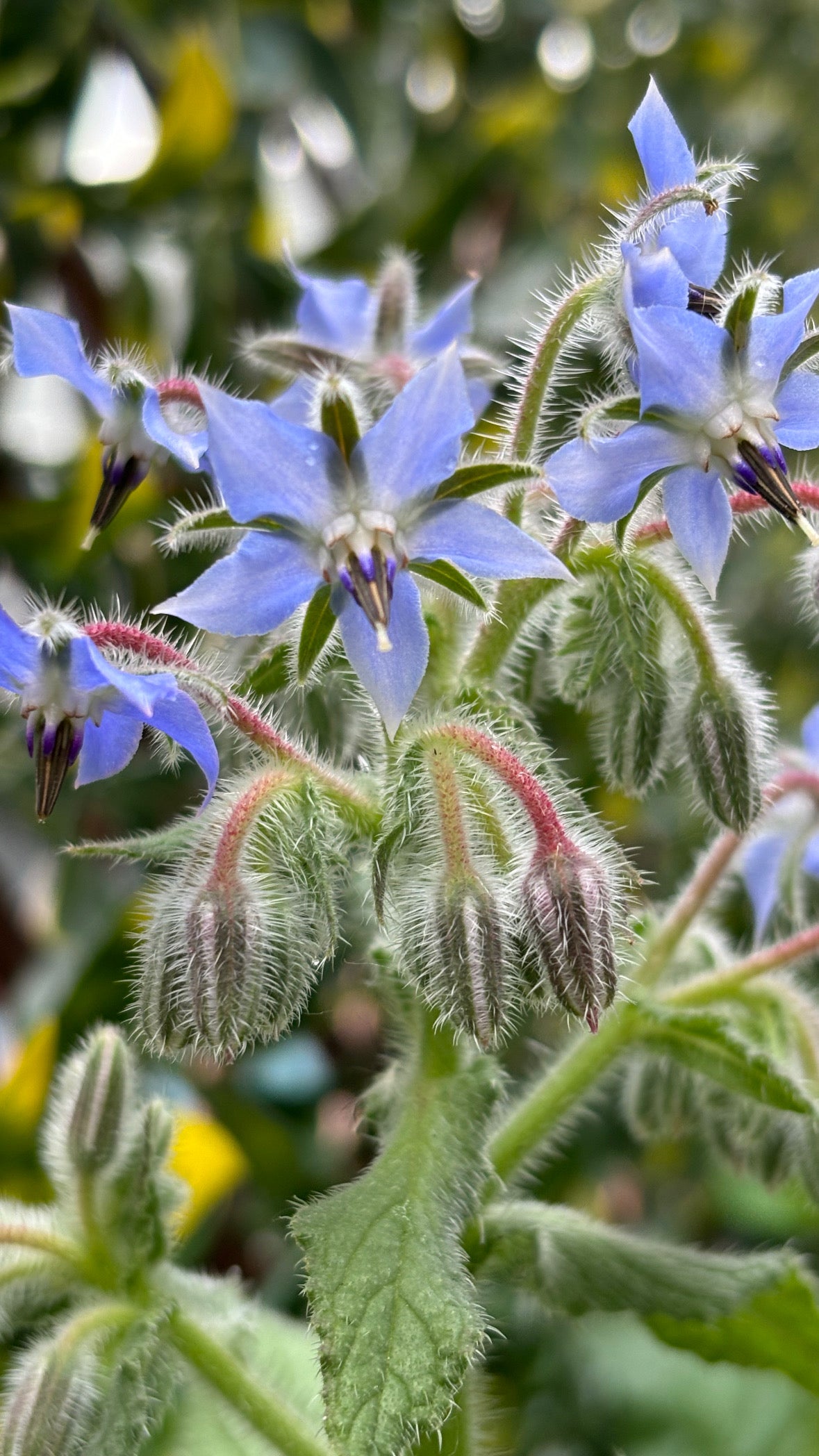 Plant de Bourrache