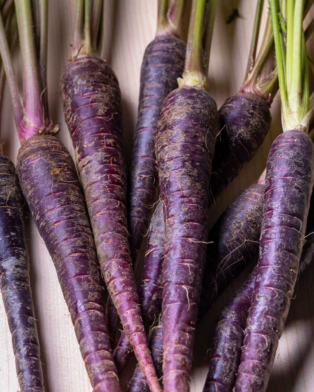 Carotte Deep Purple