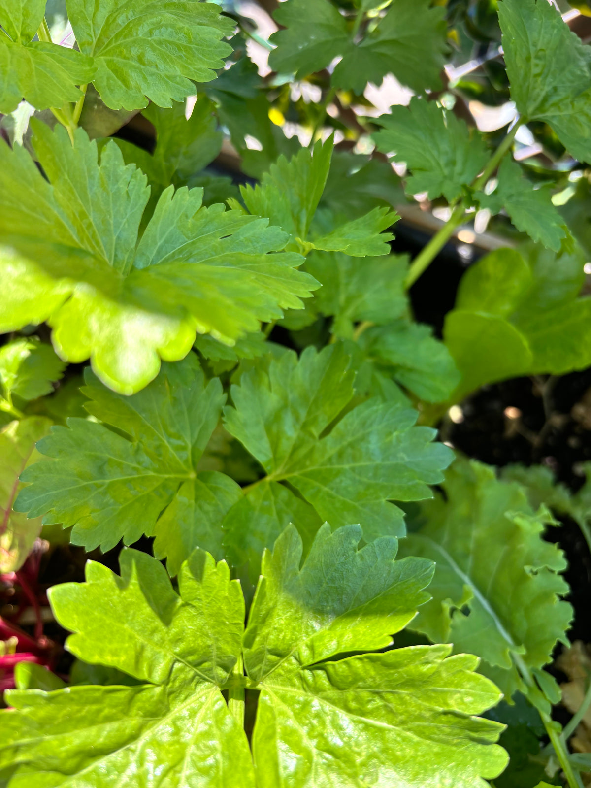 Plant de celeri à couper