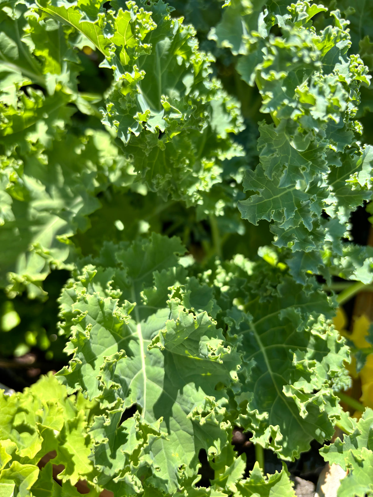 Chou frisé Dwarf Blue Scotch