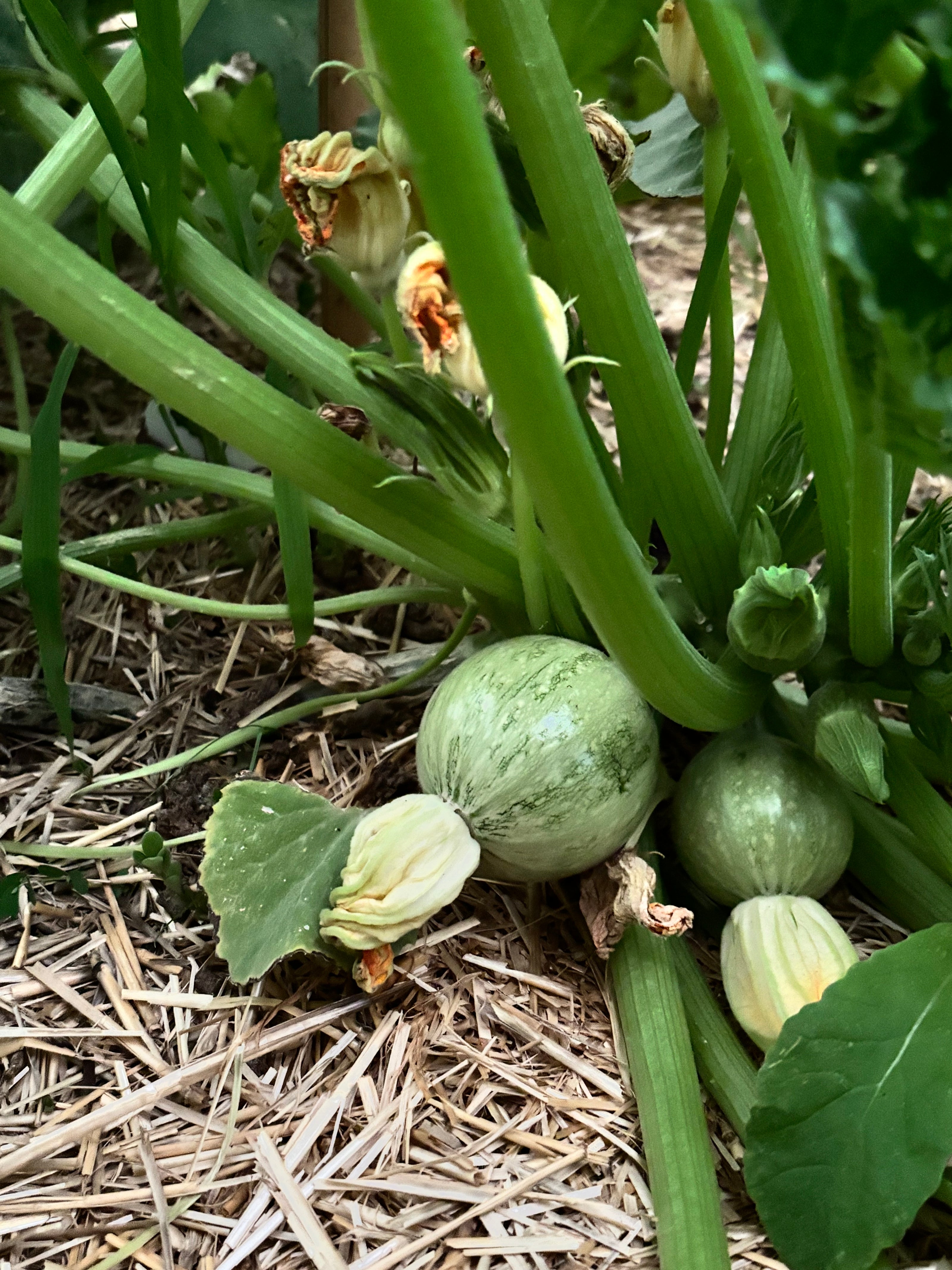 Plant de courgette ronde de Nice