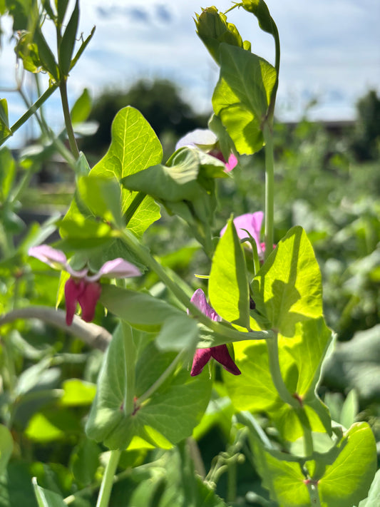 Pois mange-tout grimpant Purple Mist