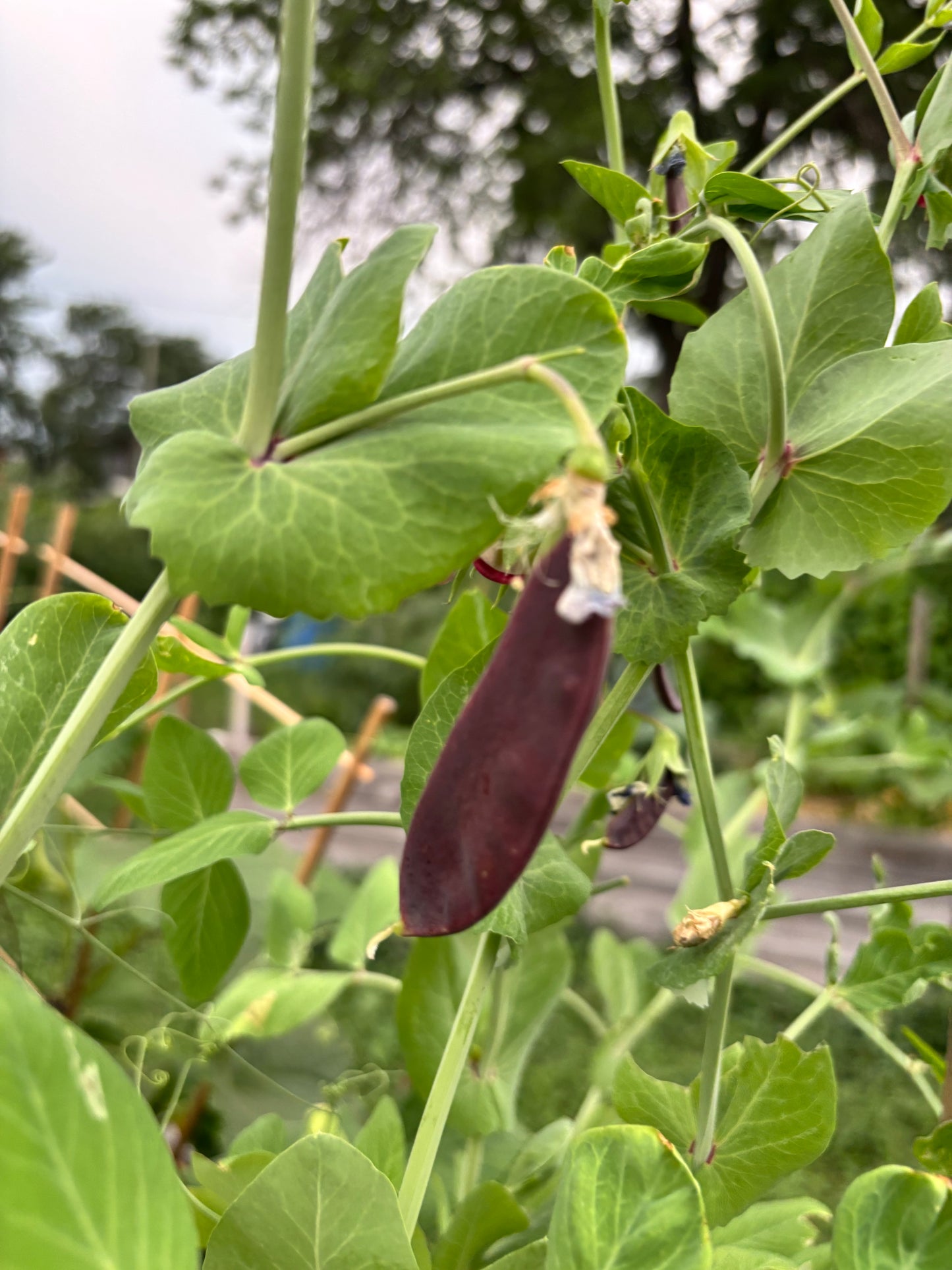 Pois mange-tout grimpant Purple Mist