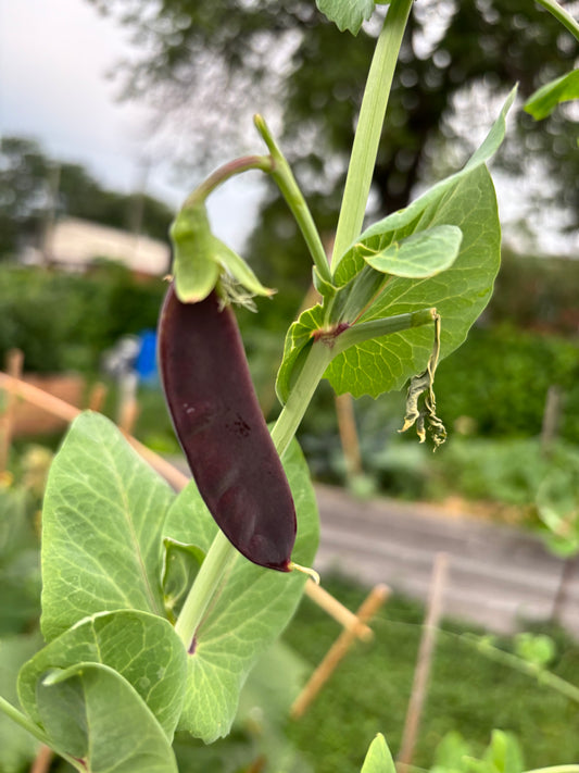 Pois mange-tout grimpant Purple Mist
