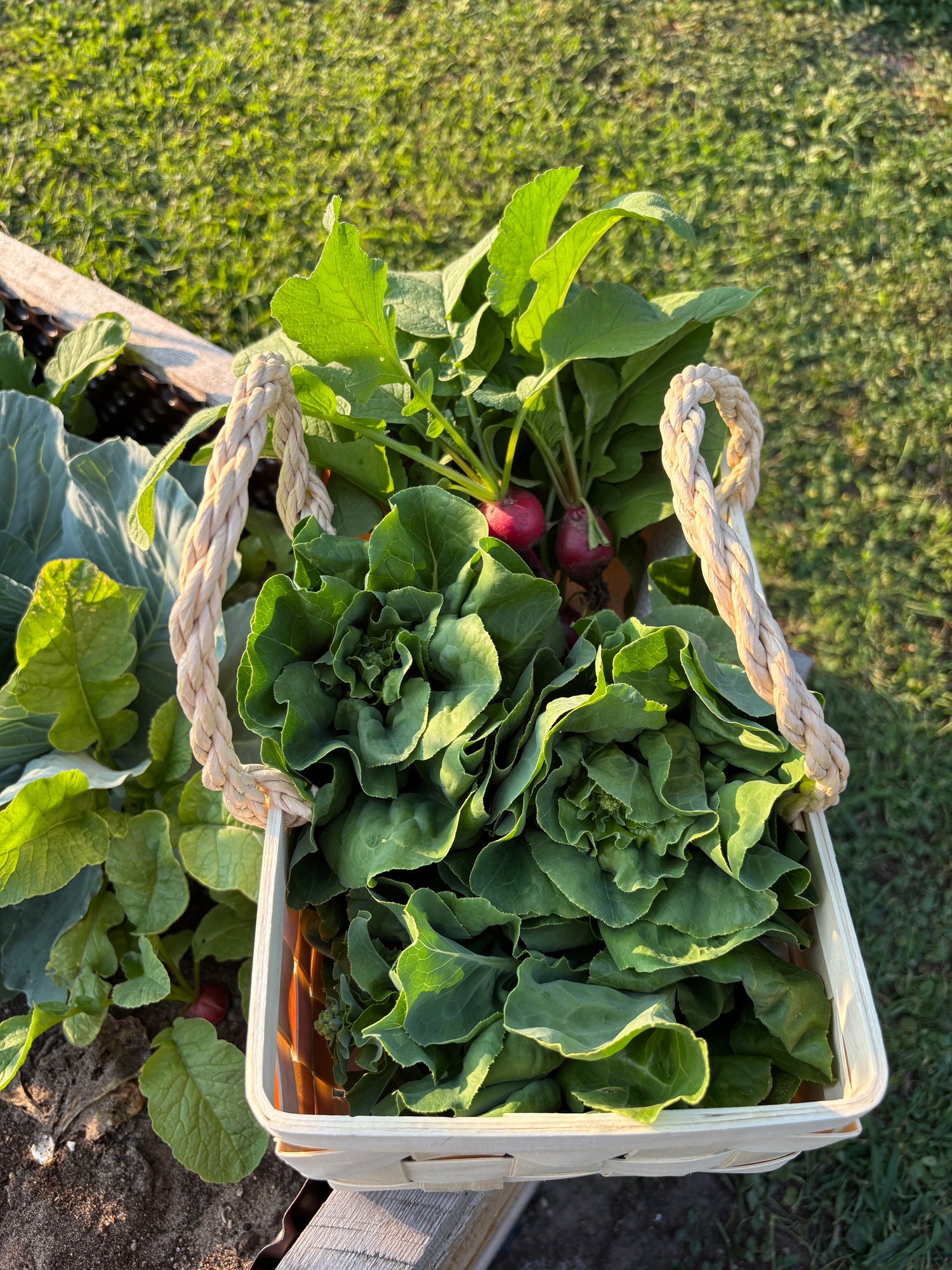 Légumes fraîchement récoltés, cultivés simplement grâce à une boîte à planter.