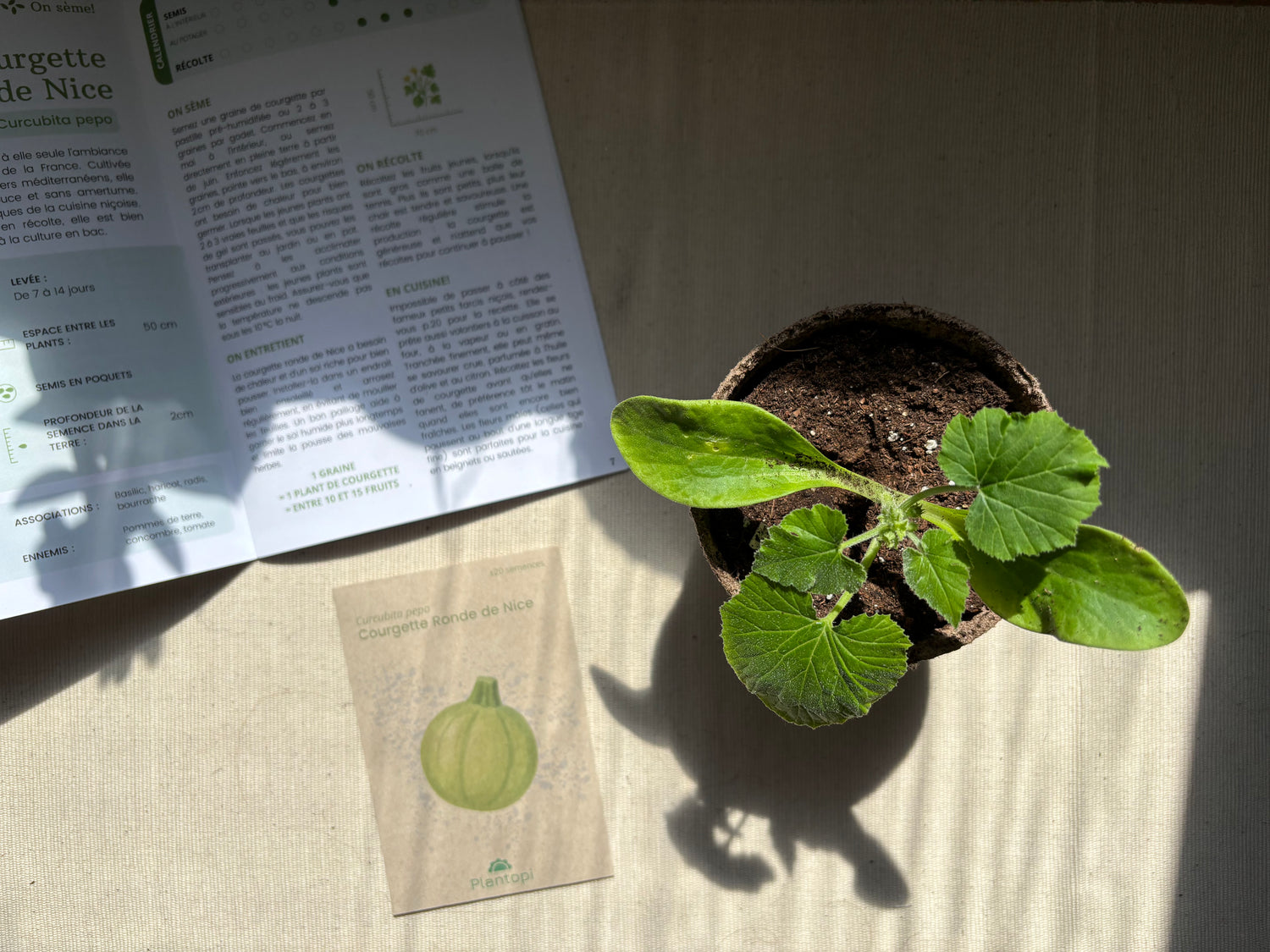 Jeune plant cultivé en pot avec une boîte à planter Plantopi