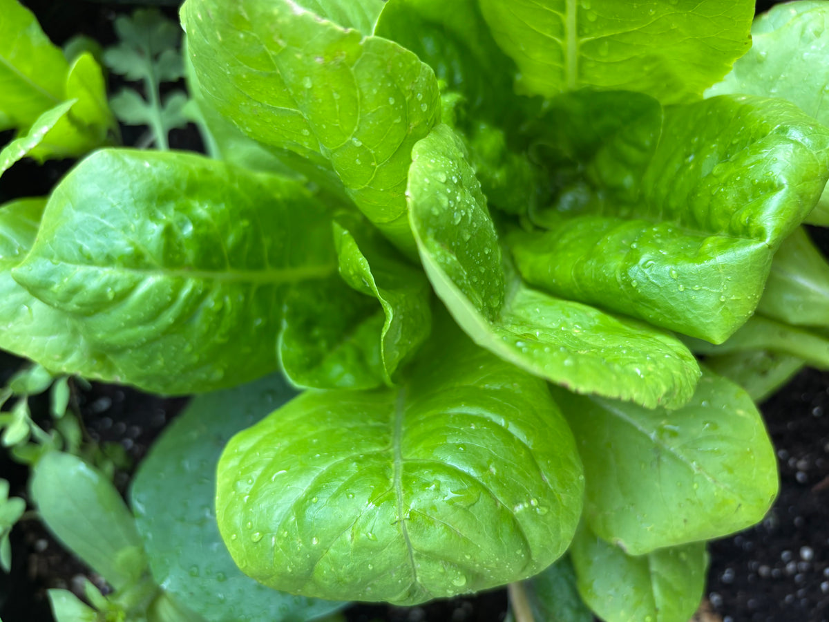 Plant de laitue Little Gem