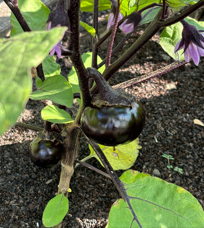 Plan aubergine black beauty