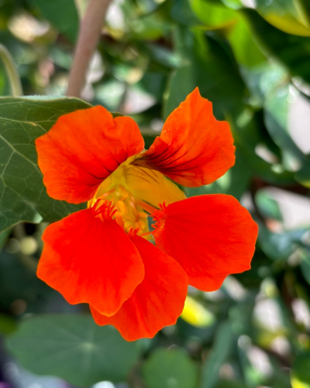 Capucine Jewel - Semences