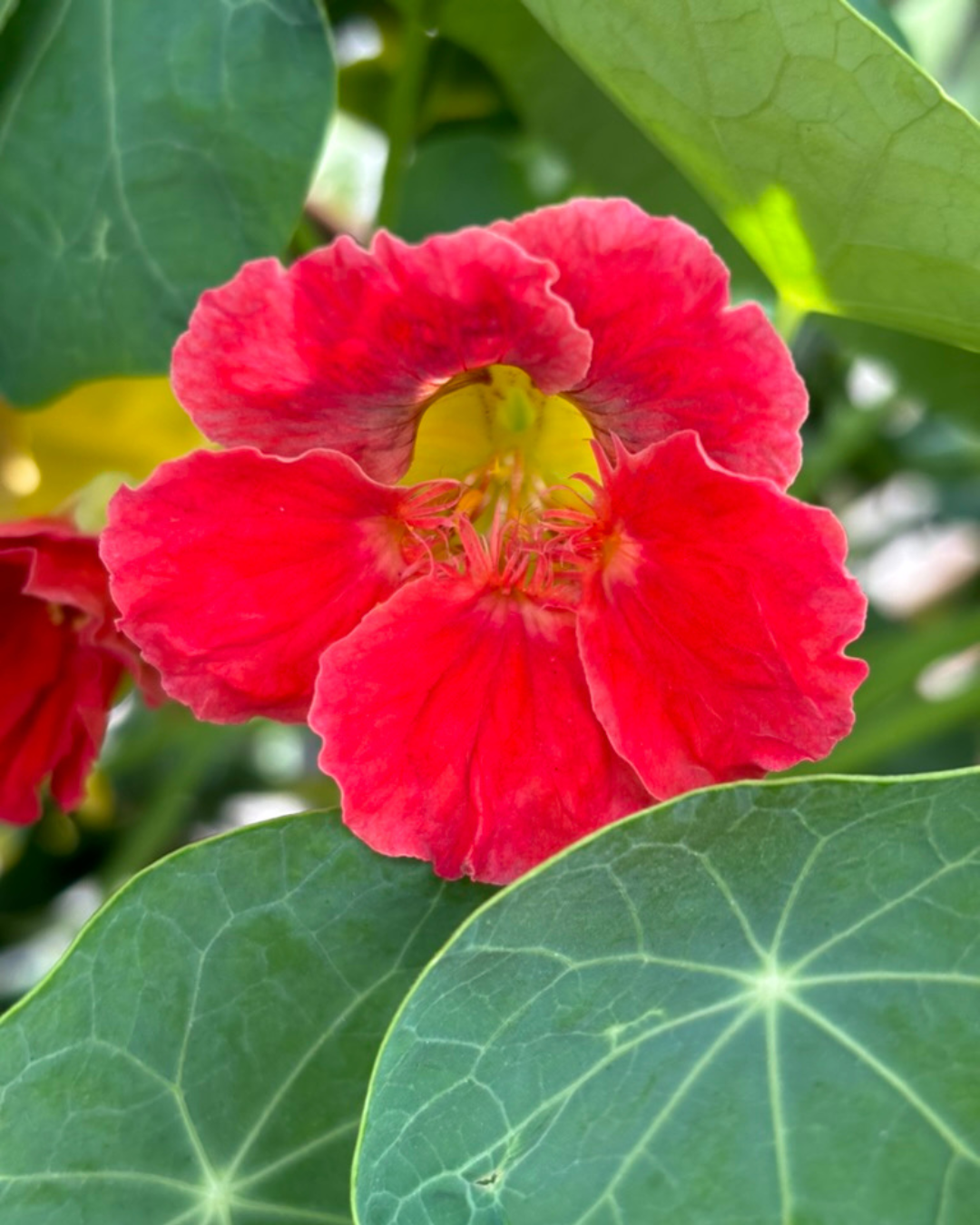 Capucine Jewel - Semences