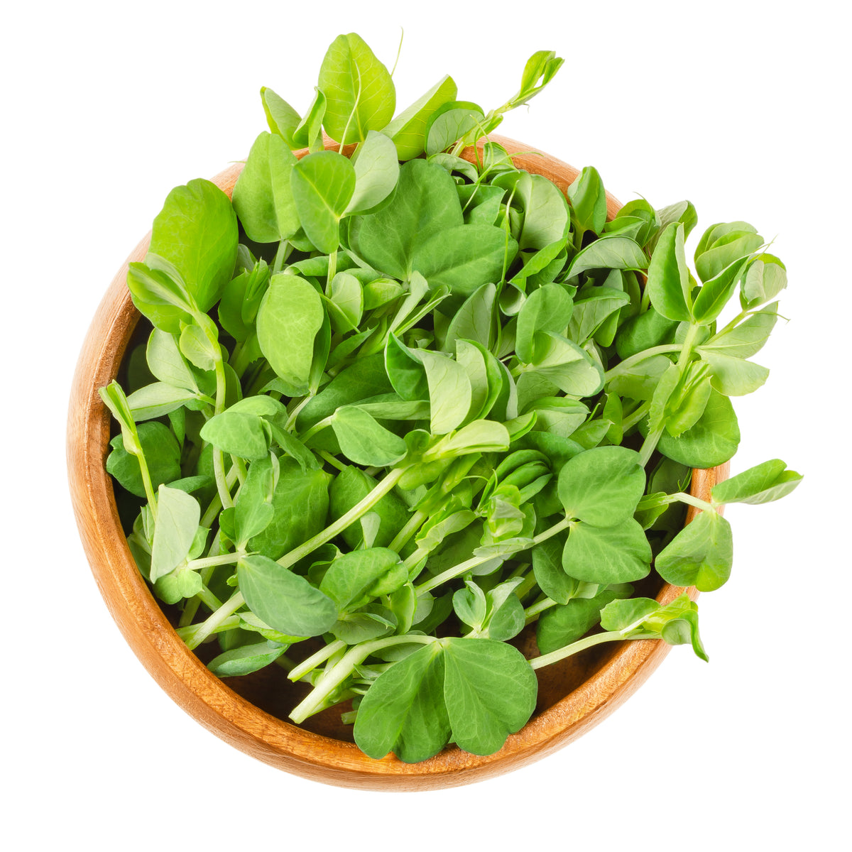 Micropousses de pois sucré gris nain
