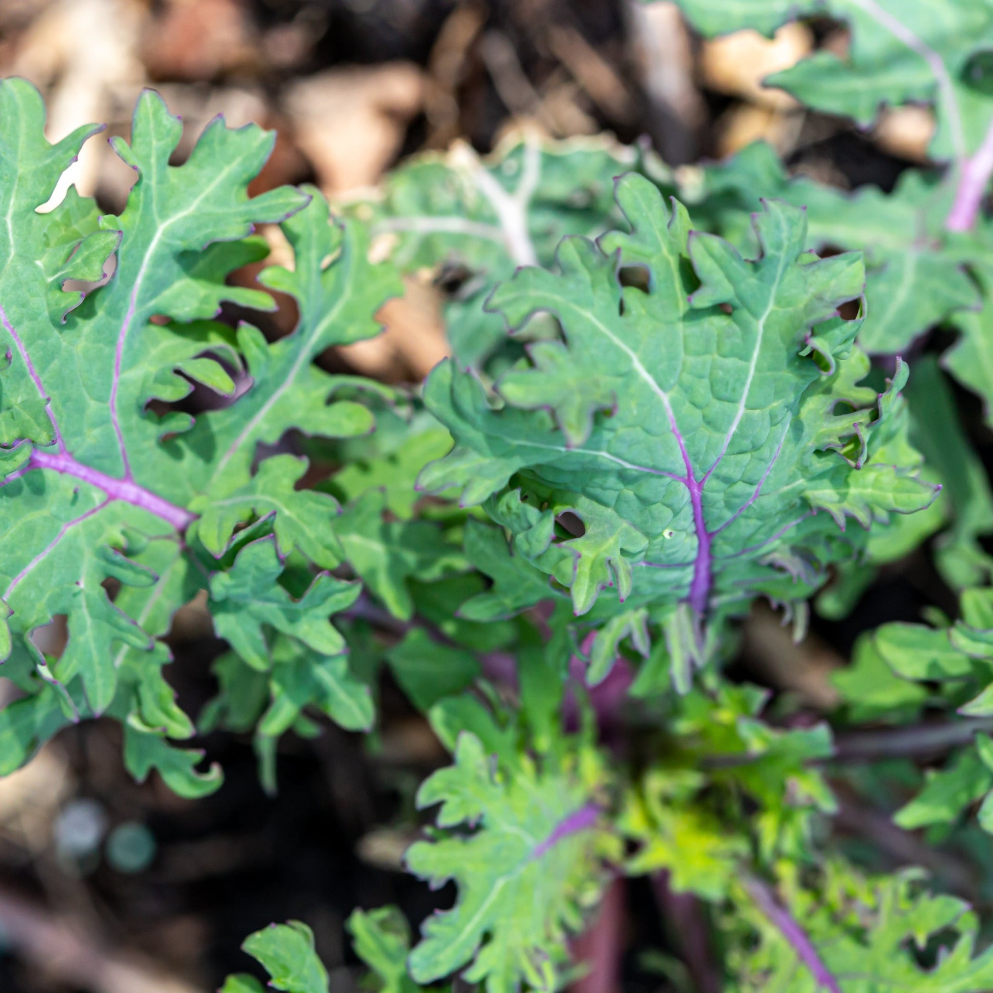 Chou frisé Kale Red Ursa